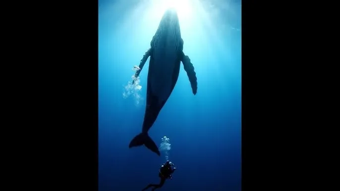 禁断病栋 - 深蓝星球：探索海洋深处的未知世界